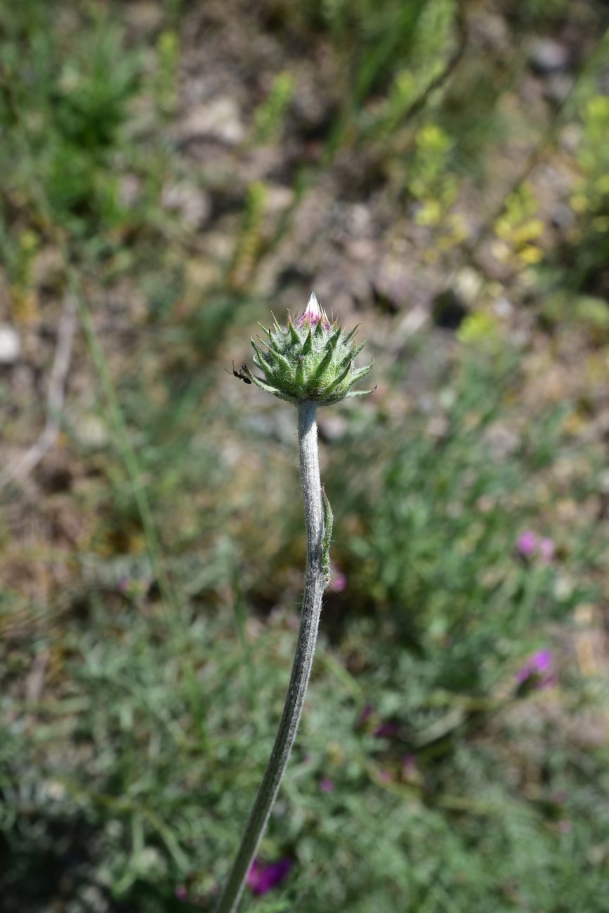 Image of genus Jurinea specimen.