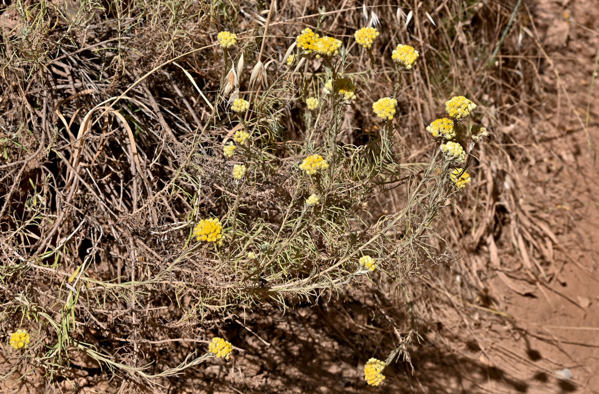 Image of Helichrysum stoechas specimen.