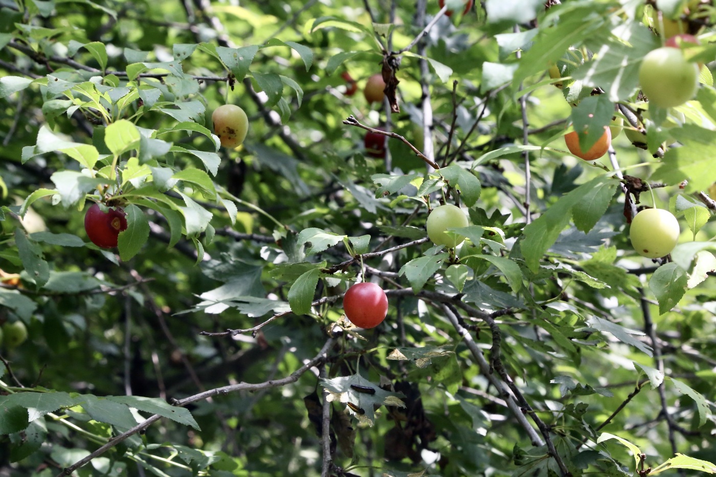 Image of Prunus sogdiana specimen.