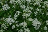 Anthriscus sylvestris. Соцветия и соплодия. Мурманская обл., окр. пос. Росляково, западный берег губы Чалмпушка, перелесок на берегу. 8 июля 2026 г.