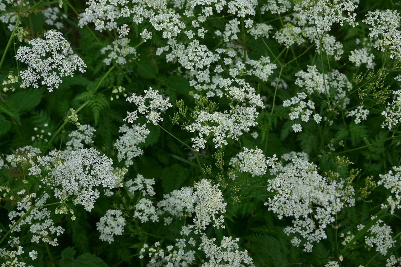 Image of Anthriscus sylvestris specimen.