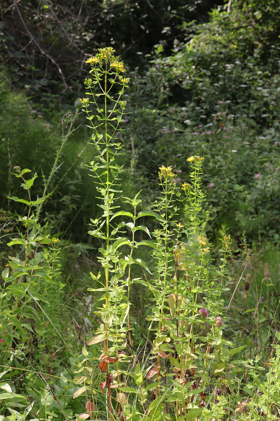 Изображение особи Hypericum tetrapterum.