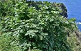 Ficus carica