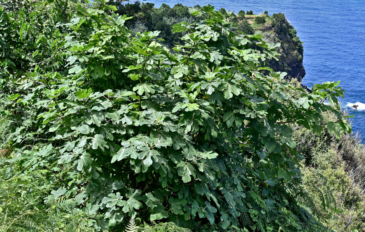 Image of Ficus carica specimen.