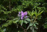 Rhododendron ponticum. Верхушка побега с цветками. Турция, ил Артвин, правый борт ущелья р. Копрусу, напротив монастыря Парехи, хвойный лес (Picea orientalis и рододендрон). 12 июня 2026 г.