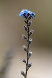 Image of taxon representative. Author is Илья Михеев