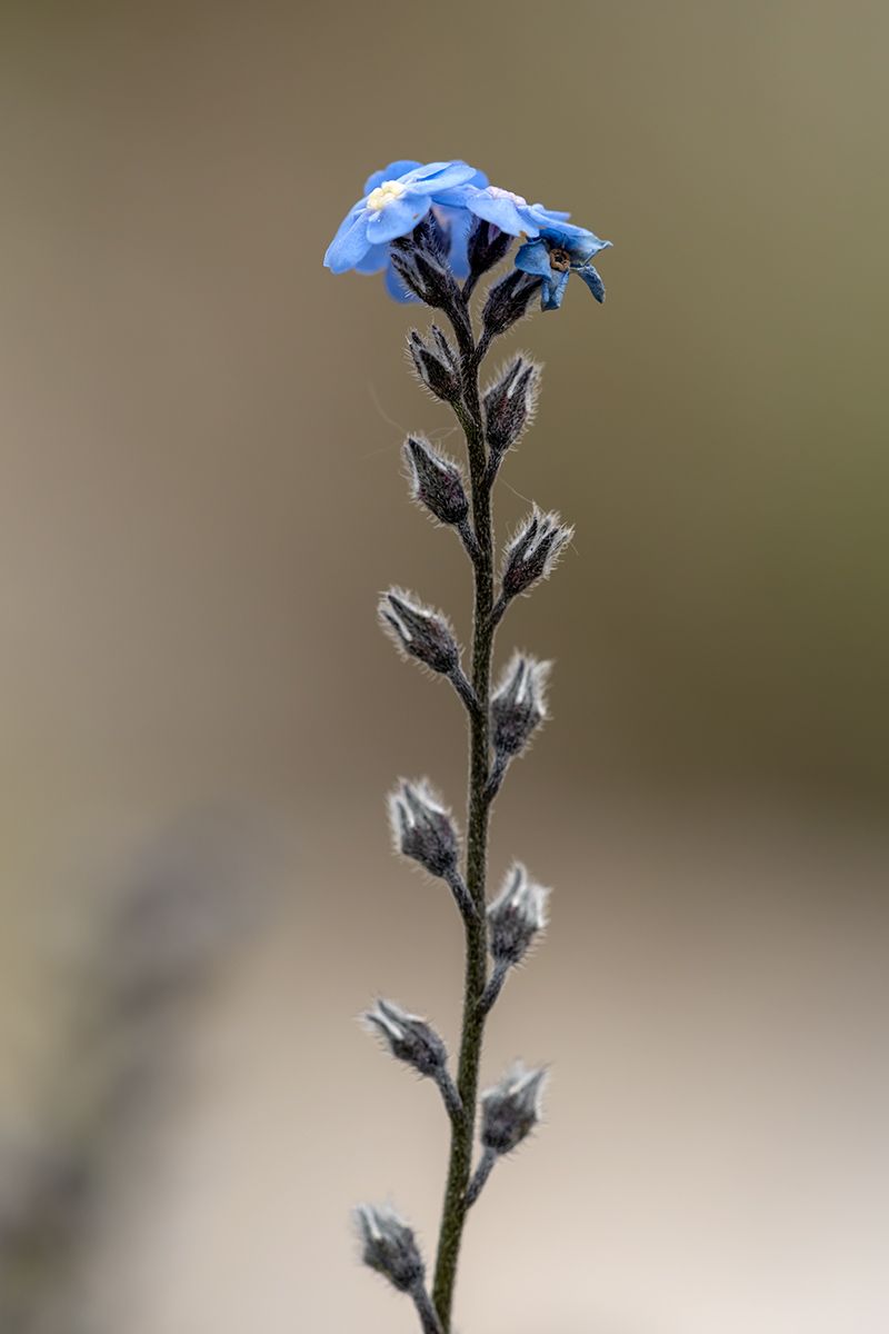 Image of Myosotis alpestris specimen.
