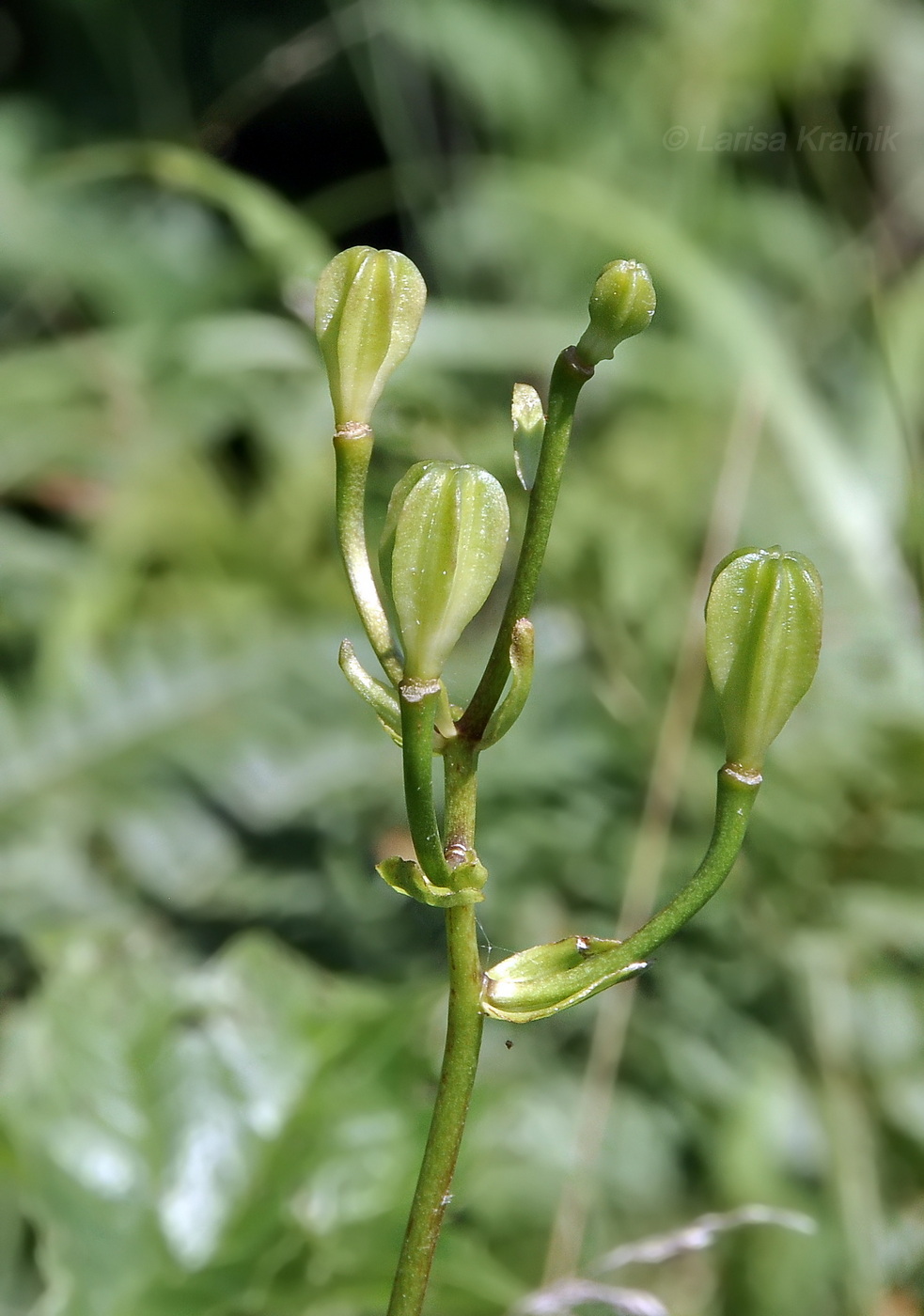 Image of Lilium distichum specimen.