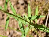 unknown species. Лист. Турция, ил Артвин, окр. храма Отхта, луг. 13 июня 2026 г.