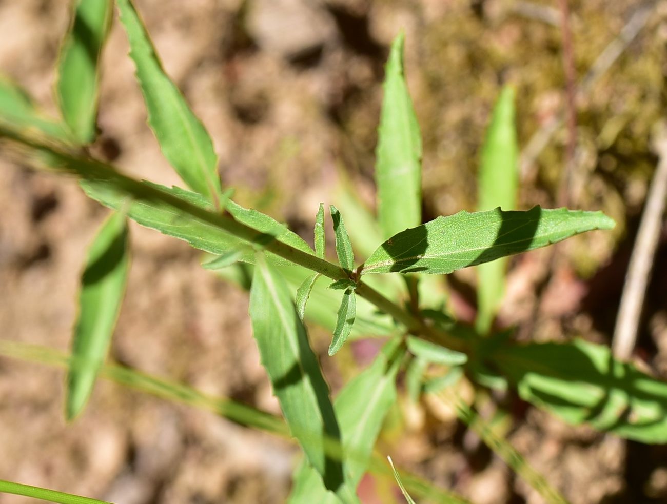 Image of Unknown species specimen.