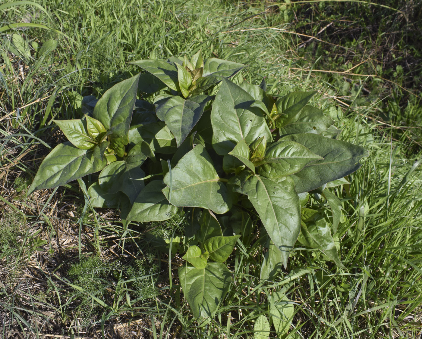 Image of Unknown species specimen.