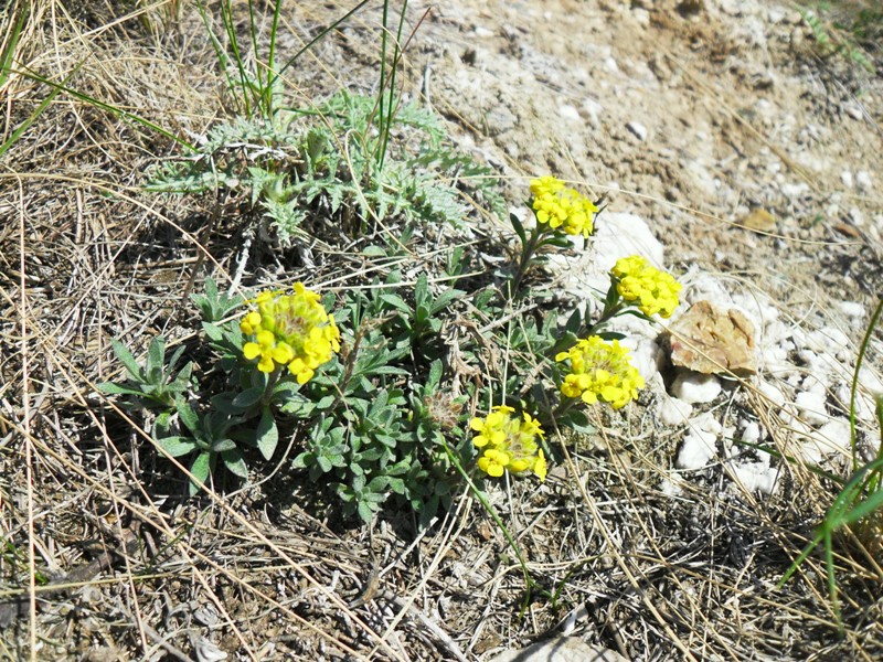 Изображение особи Alyssum lenense.