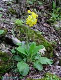 Primula macrocalyx. Цветущее растение. Крым, горы между Приветным и Белогорском, Чёртовы ворота. 12 мая 2011 г.