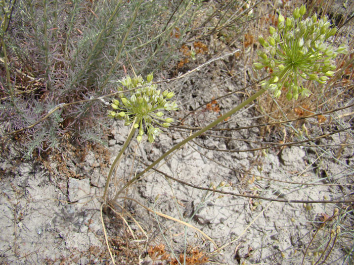 Изображение особи Allium valentinae.