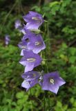 Campanula persicifolia. Соцветие. Московская обл., Одинцовский р-н, окр. с. Никольское, у лесной дороги. 26.06.2011.