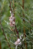 Salix rosmarinifolia. Часть ветви с вызревшими соплодиями со вскрывшимися плодами. Ленинградская обл., Гатчинский р-н, окр. пос. Пудость, луг в заброшенном травертиновом карьере. 25.06.2011.
