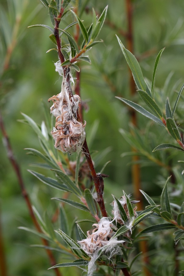 Изображение особи Salix rosmarinifolia.