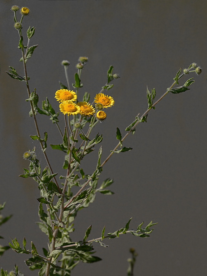 Изображение особи Pulicaria dysenterica.