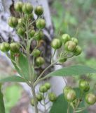 Lysimachia vulgaris. Соплодие. Новосибирская обл., Карасукский р-н, с. Благодатное, березовый колок. 25.07.2011.