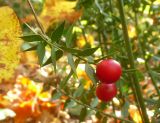 Ruscus aculeatus. Веточка с плодами. Краснодарский край, Черноморское побережье Кавказа, Геленджик, пос. Джанхот, в подлеске бора сосны пицундской. 24 октября 2010 г.