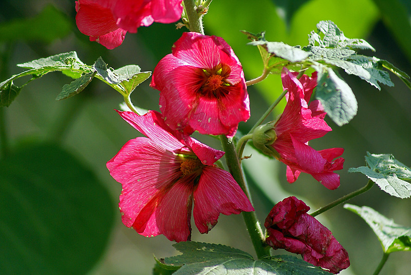 Image of Alcea rosea specimen.