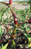 Persicaria lapathifolia