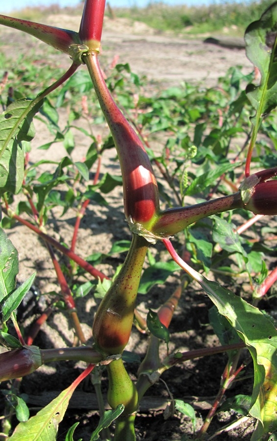 Image of Persicaria lapathifolia specimen.