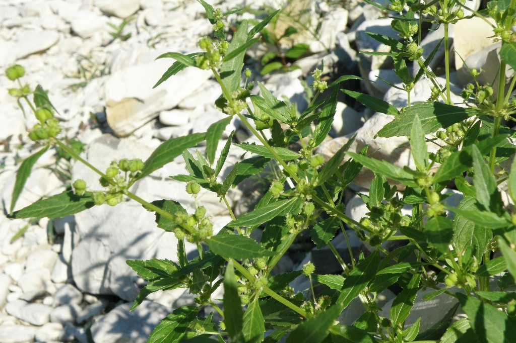 Image of Mercurialis annua specimen.