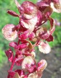 Atriplex hortensis