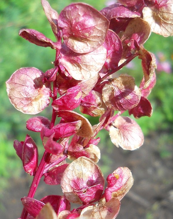 Image of Atriplex hortensis specimen.