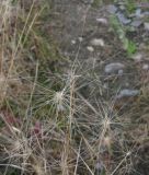 Hordeum jubatum