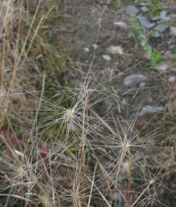 Image of Hordeum jubatum specimen.