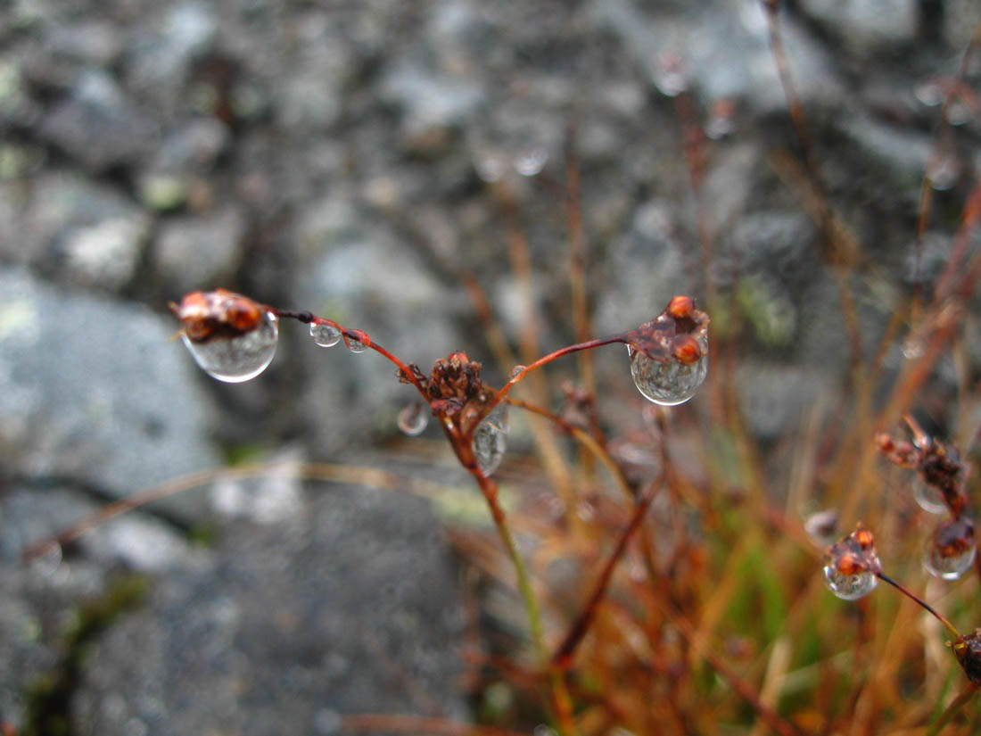 Image of Luzula parviflora specimen.