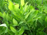 Polygonatum odoratum. Плодоносящее растение с незрелыми плодами. Курская обл., Беловский р-н, с. Долгий Колодезь, крутой правый берег р. Псёл с выходами мела. 16 июня 2006 г.