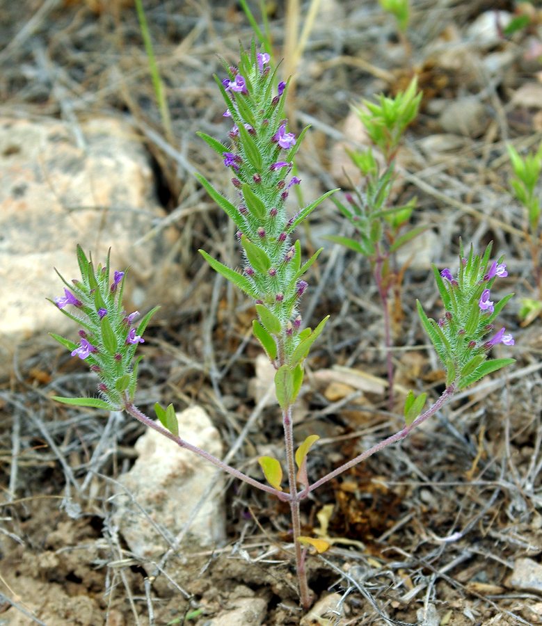 Image of Ziziphora tenuior specimen.