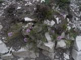 Thymus daghestanicus