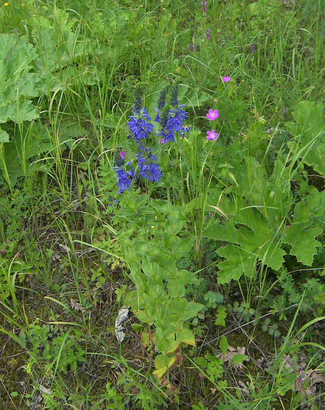 Изображение особи Veronica teucrium.