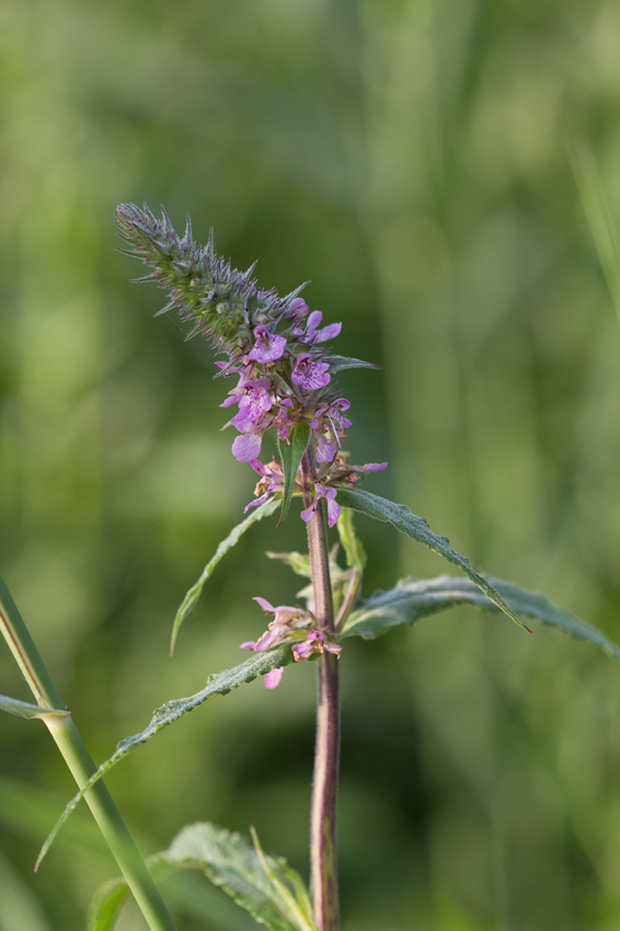 Изображение особи Stachys palustris.