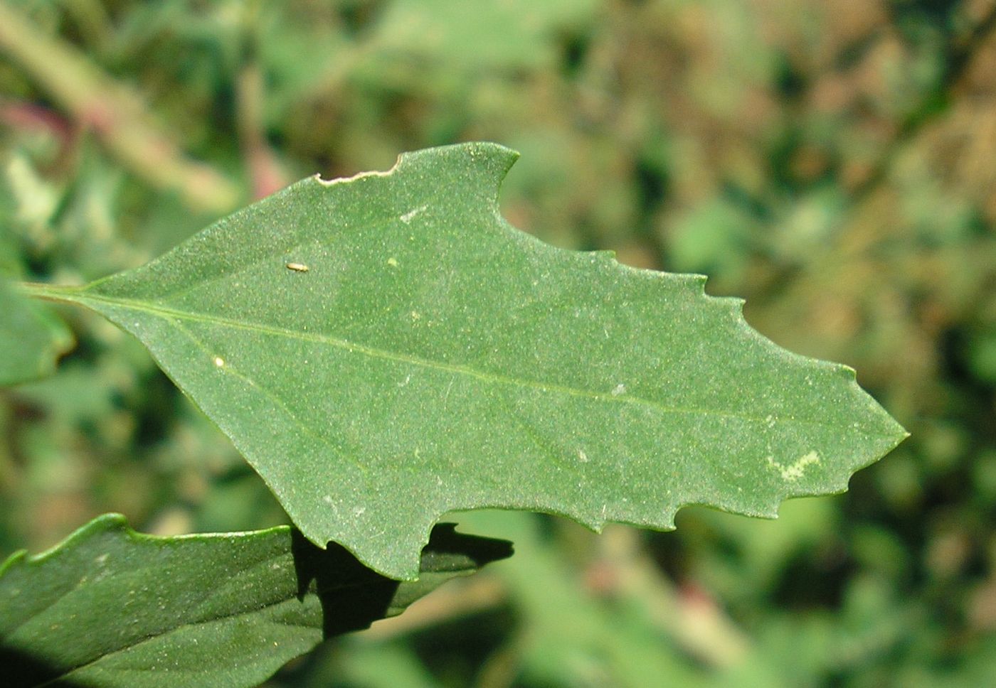 Изображение особи Chenopodium album.