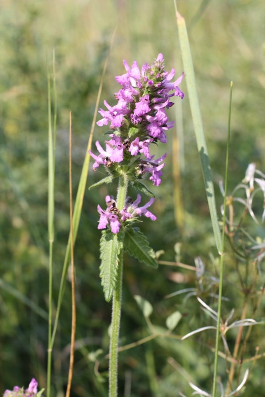 Изображение особи Betonica officinalis.