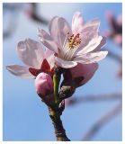 Amygdalus communis. Веточка с цветками. Черноморское побережье Кавказа, г. Новороссийск, в культуре. Начало апреля 2009 г.