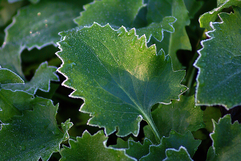 Изображение особи Doronicum carpaticum.