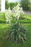 Yucca gloriosa