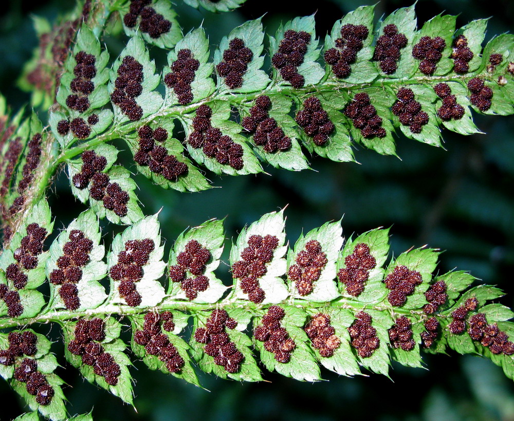 Изображение особи Polystichum braunii.