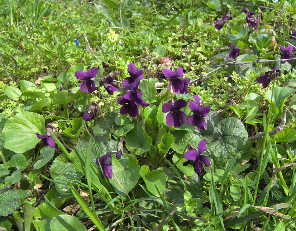 Image of Viola odorata specimen.