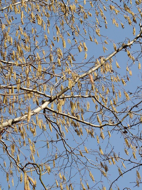 Image of Alnus incana specimen.