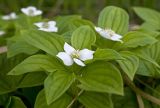 Chamaepericlymenum canadense. Верхушка цветущего растения. Сахалин, Тымовский р-н, окр. с. Ясное, лиственичный лес. 29.06.2011.