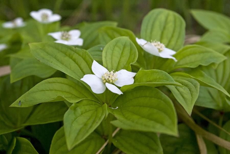 Изображение особи Chamaepericlymenum canadense.