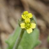 Draba nemorosa