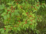 Lonicera ruprechtiana